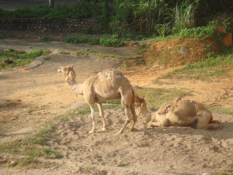 Camels