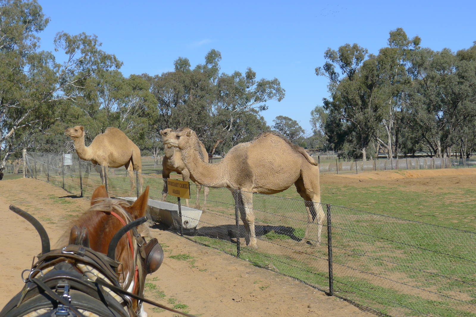 camels