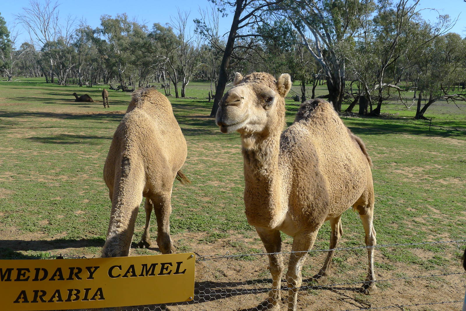 camels