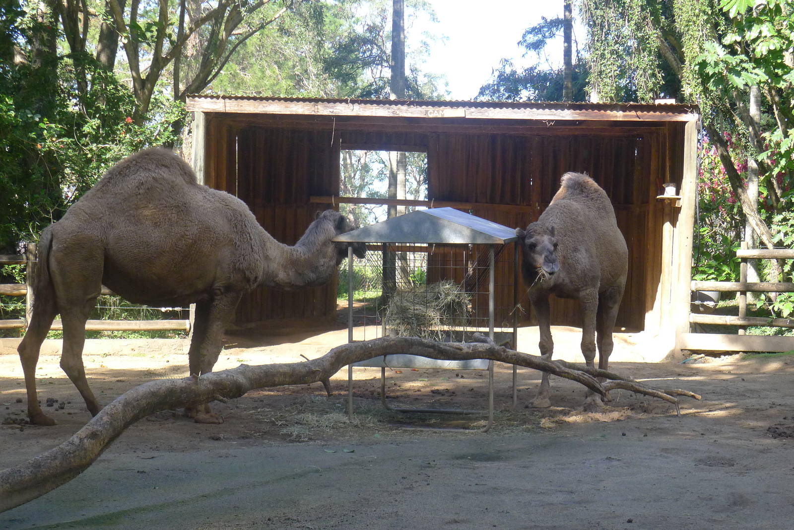 Camels