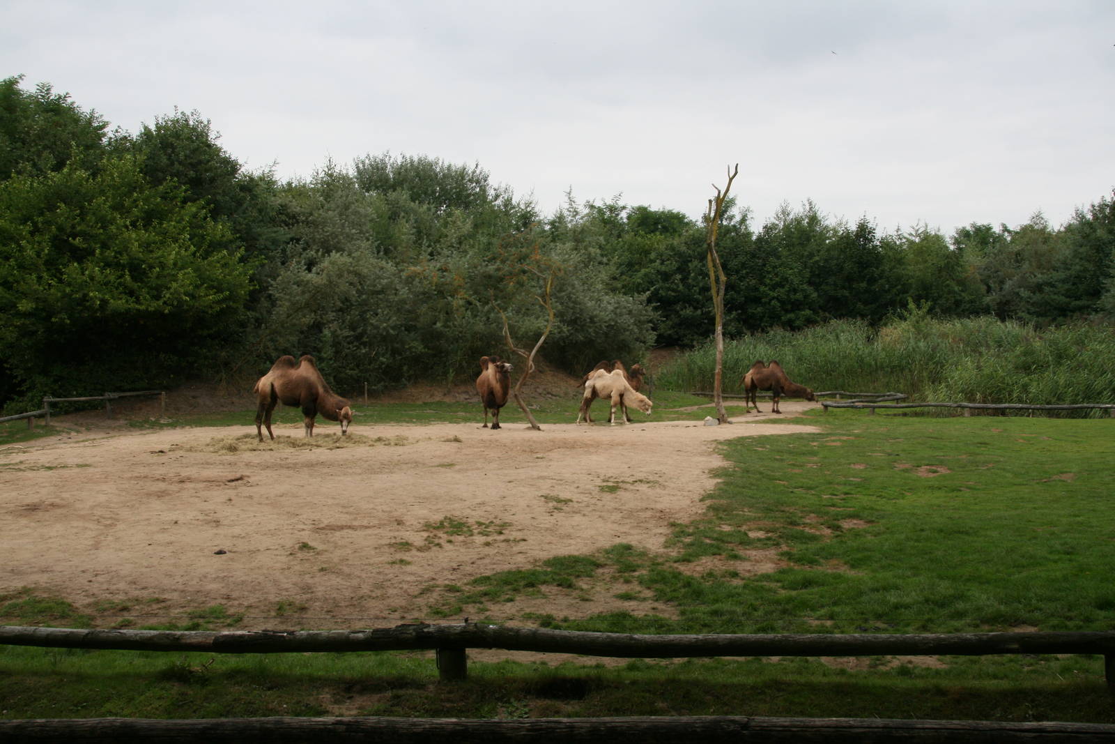 Camels