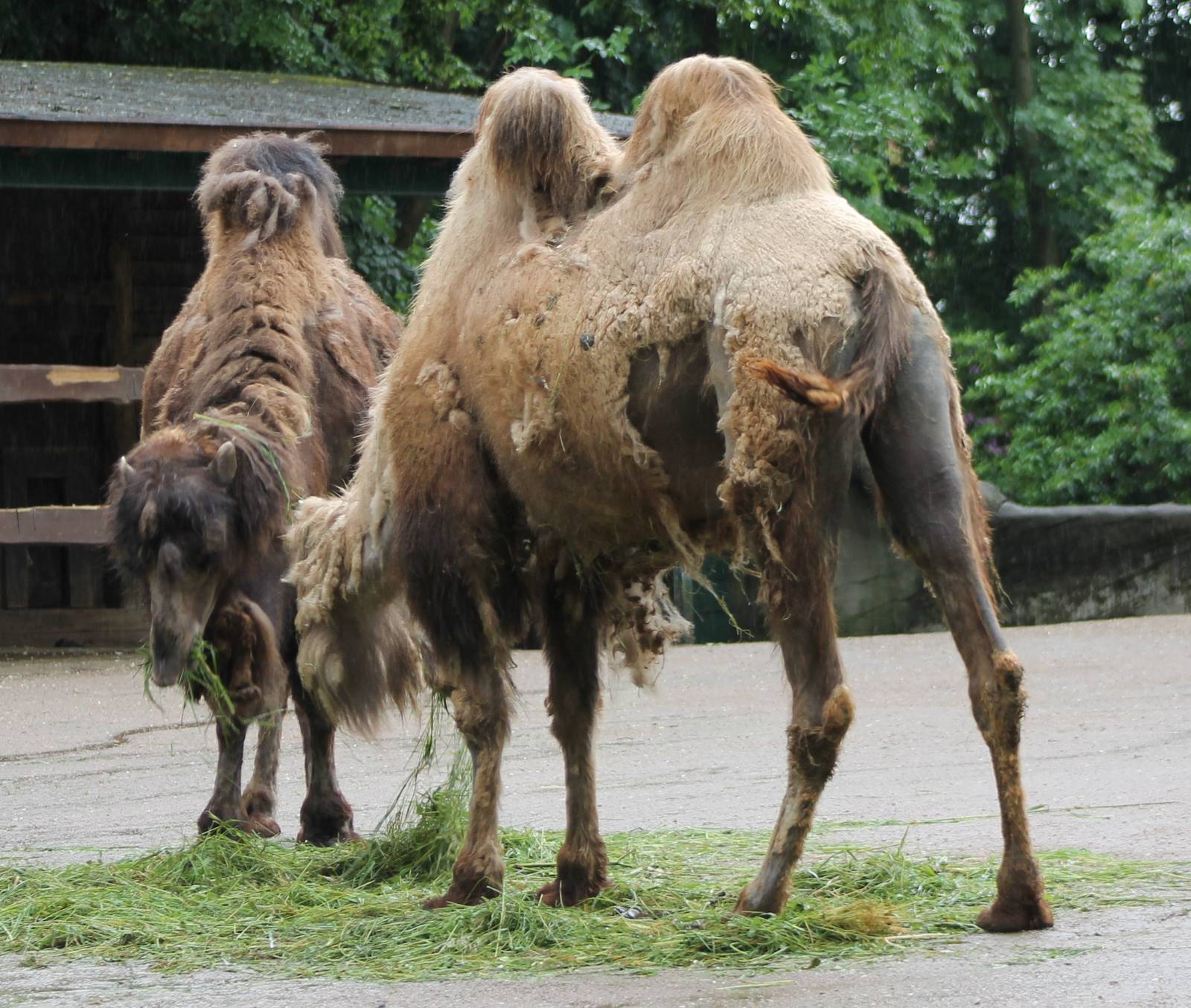 Camels