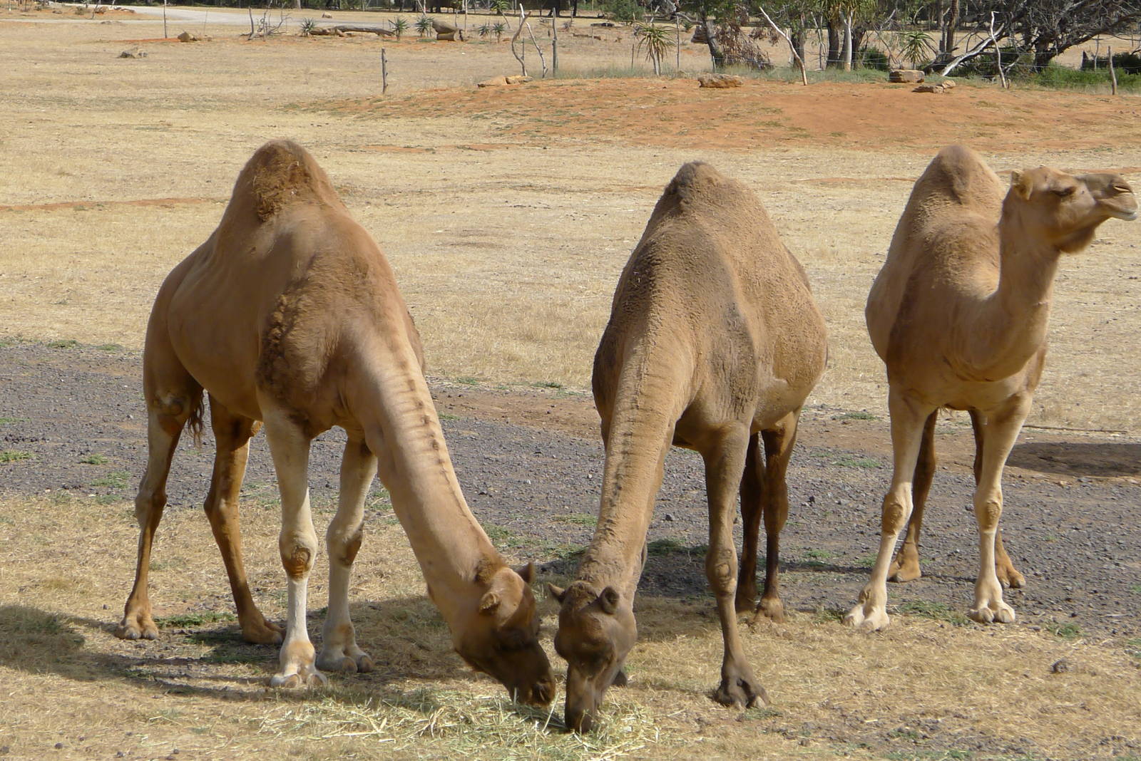 Camels