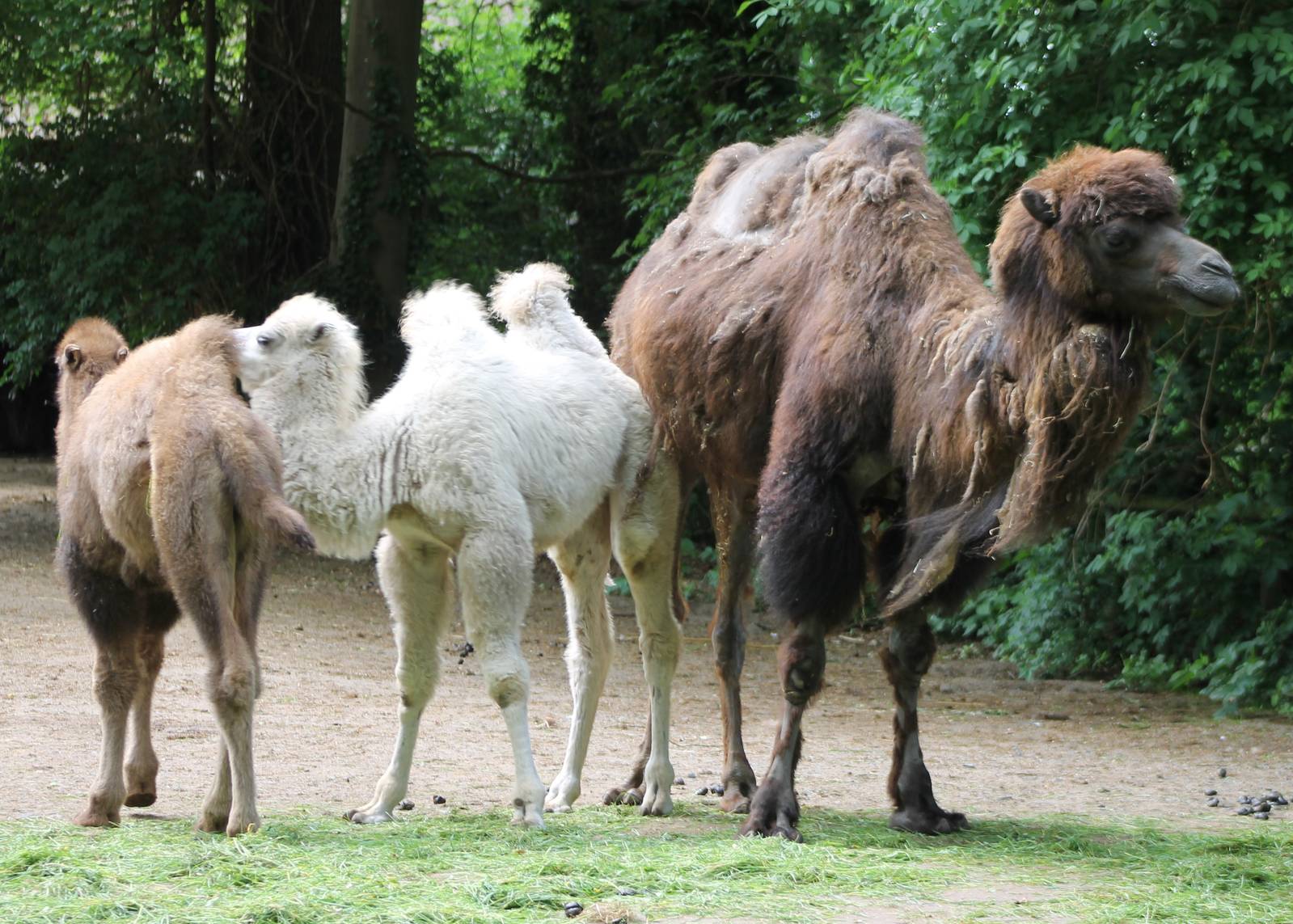 Camels