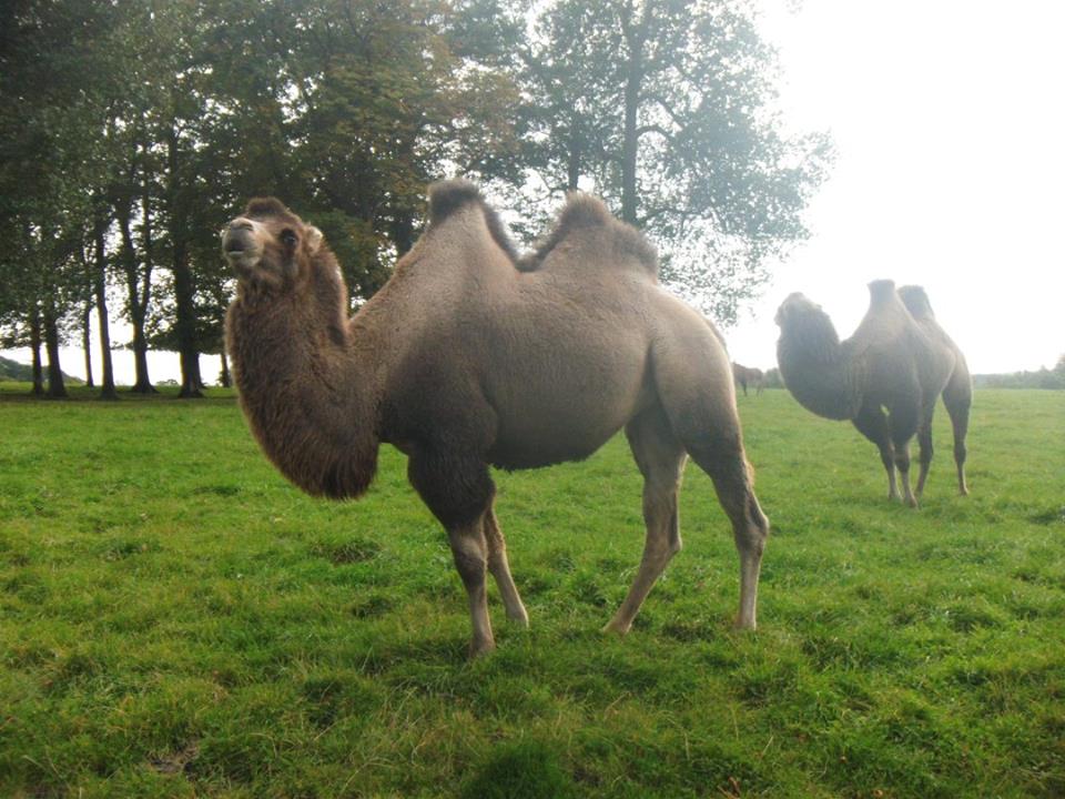 Camels