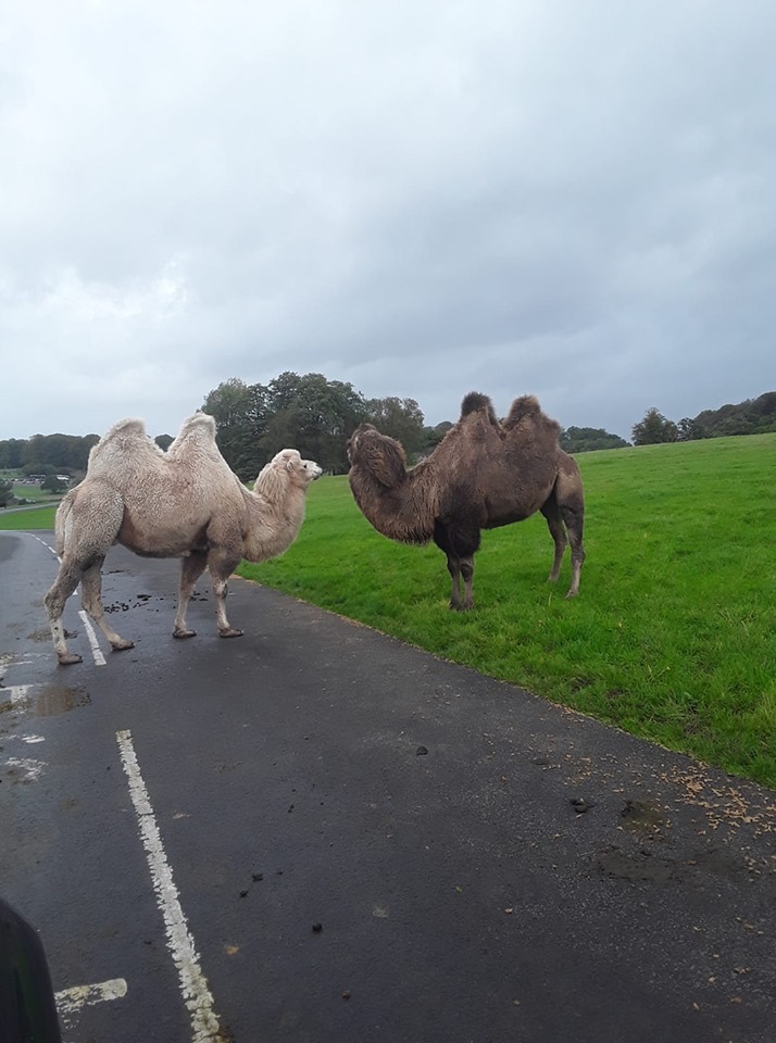 Camels
