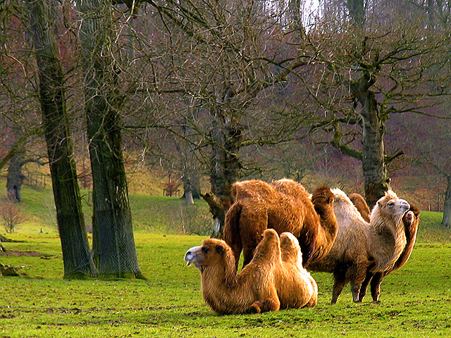 Camels
