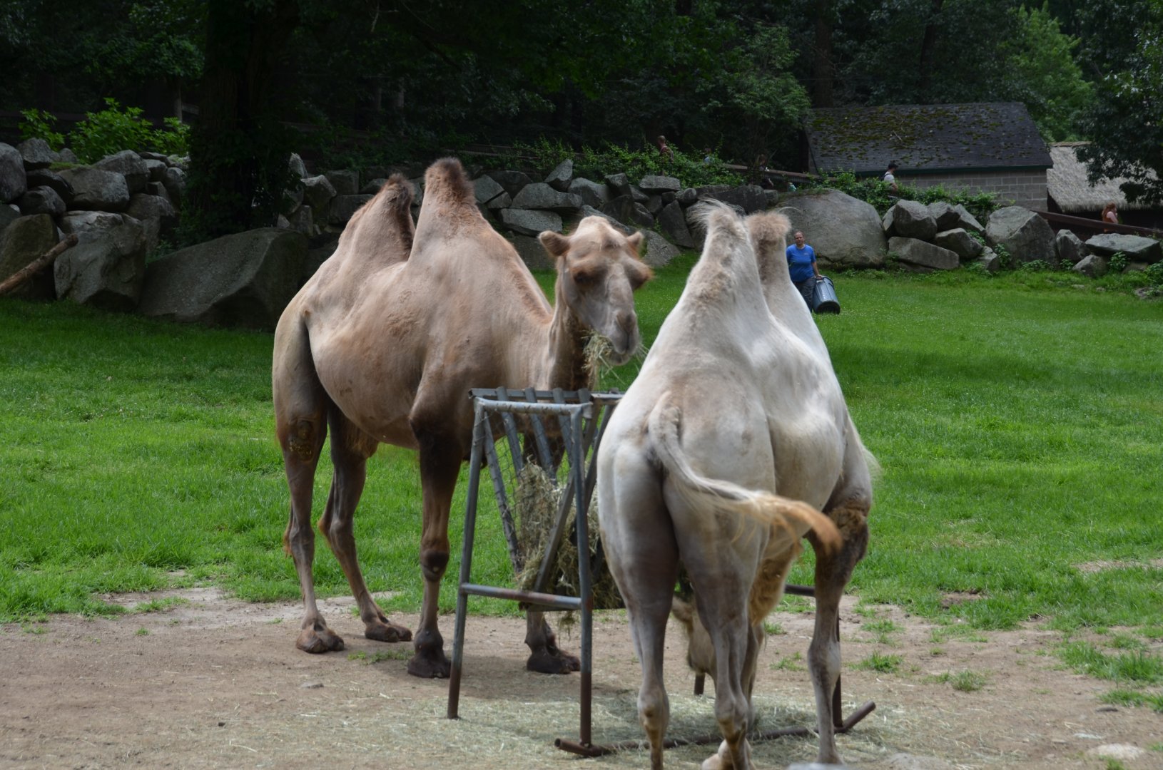 Camels
