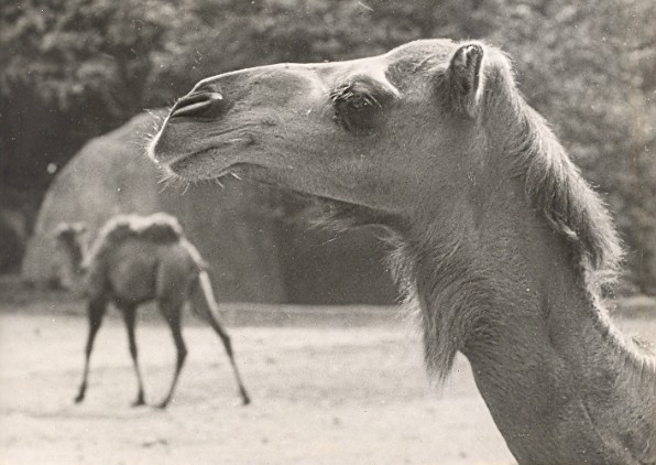 Camels