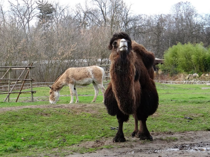Camelus bactrianus / Equus hemionus kulan