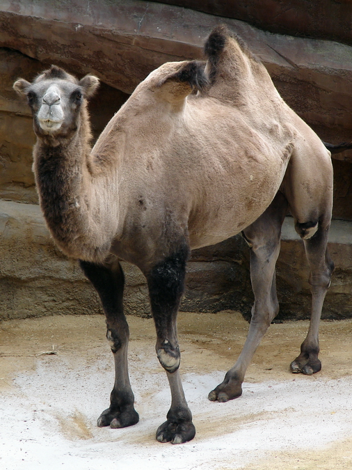 Camelus bactrianus var. dom / Bactrian camel (female)