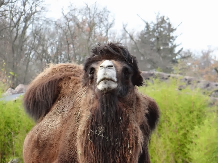Camelus bactrianus