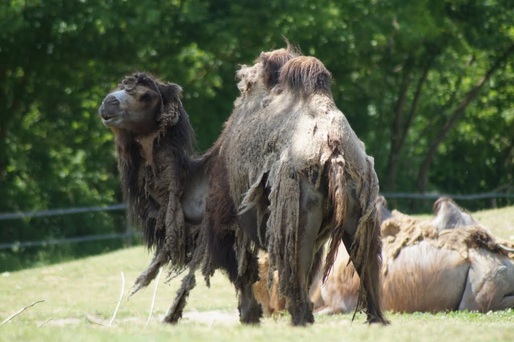 Camelus bactrianus