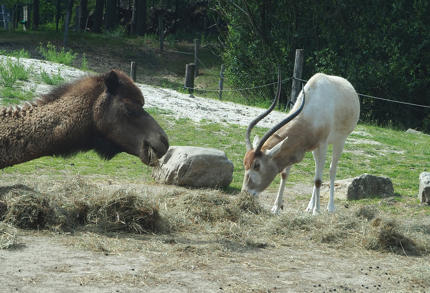 (Camelus dromedarius) and Addax (Addax nasomaculatus), 2022-06-12