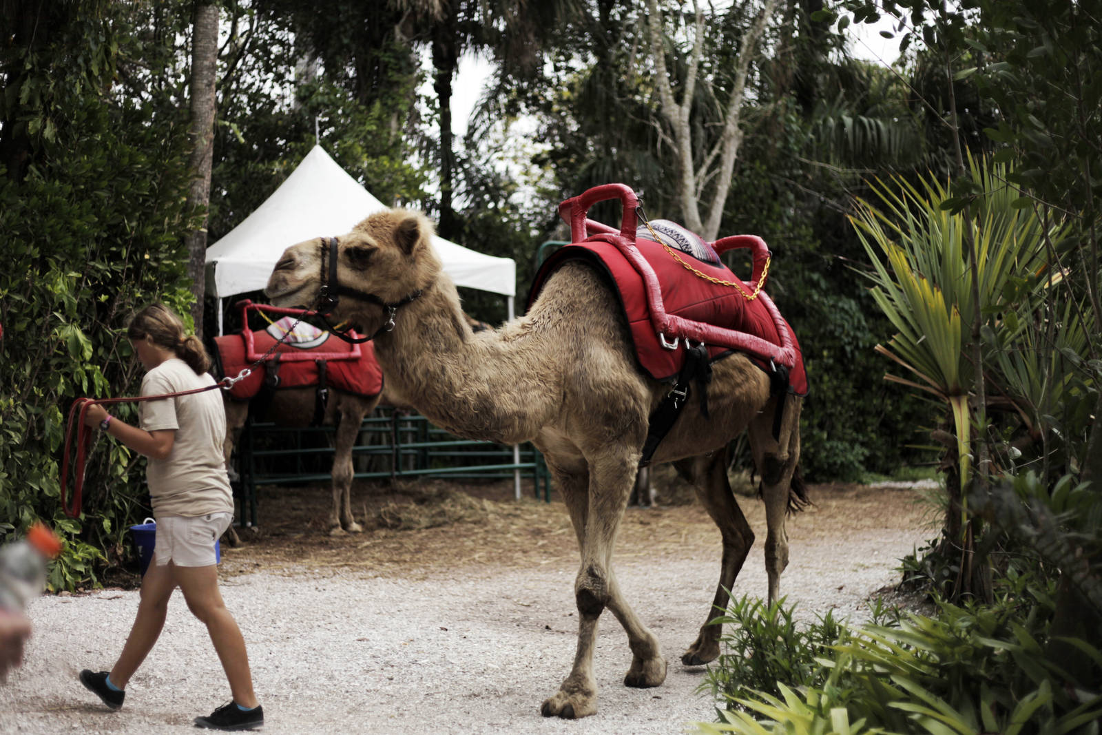 Camelus dromedarius  (Dromedary)