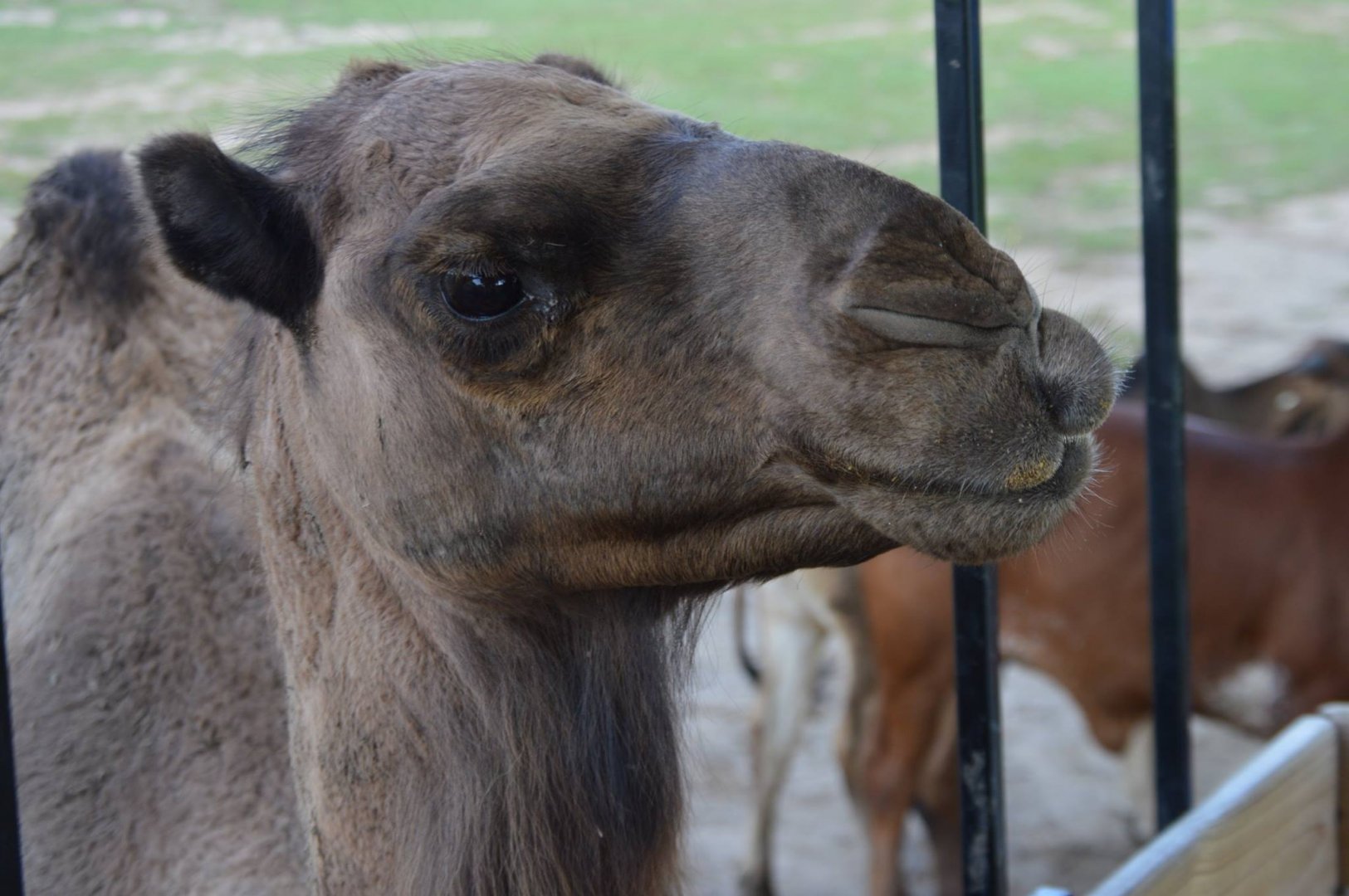 Camelus dromedarius - Safari Lake Geneva