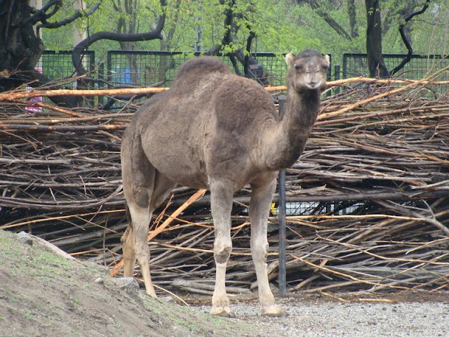 Camelus dromedarius