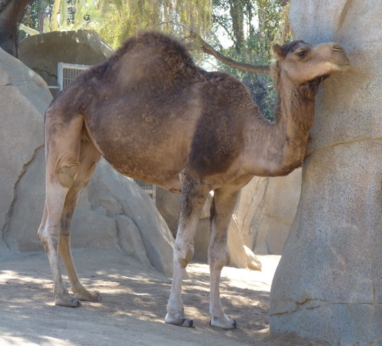 Camelus dromedarius