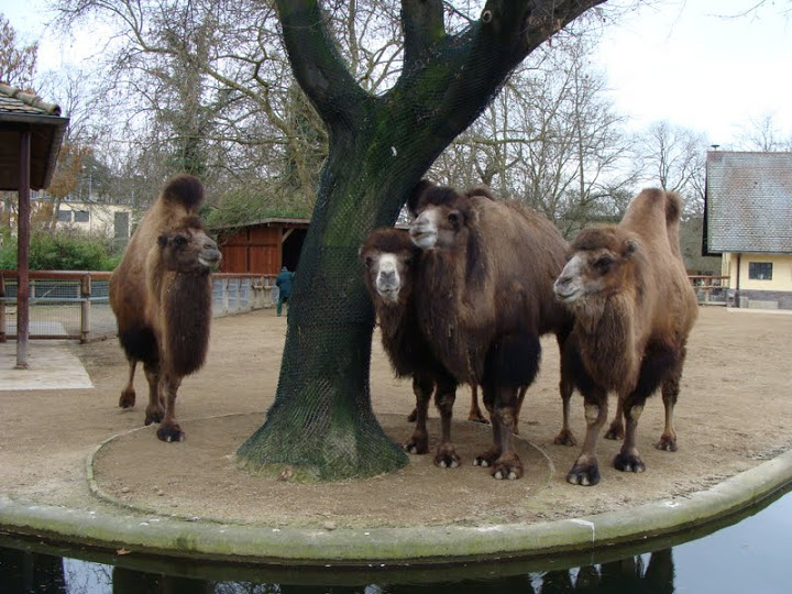 Camelus ferus f.bactrianus