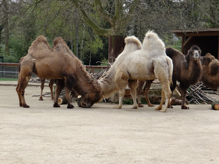 Camelus ferus f. bactrianus