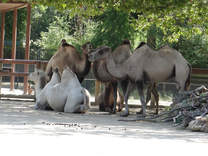 Camelus ferus f. bactrianus