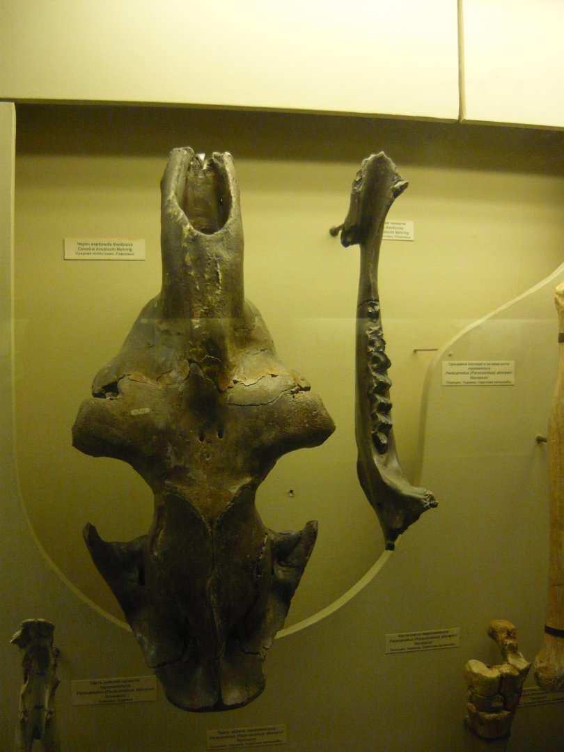 Camelus knoblochi skull and mandible