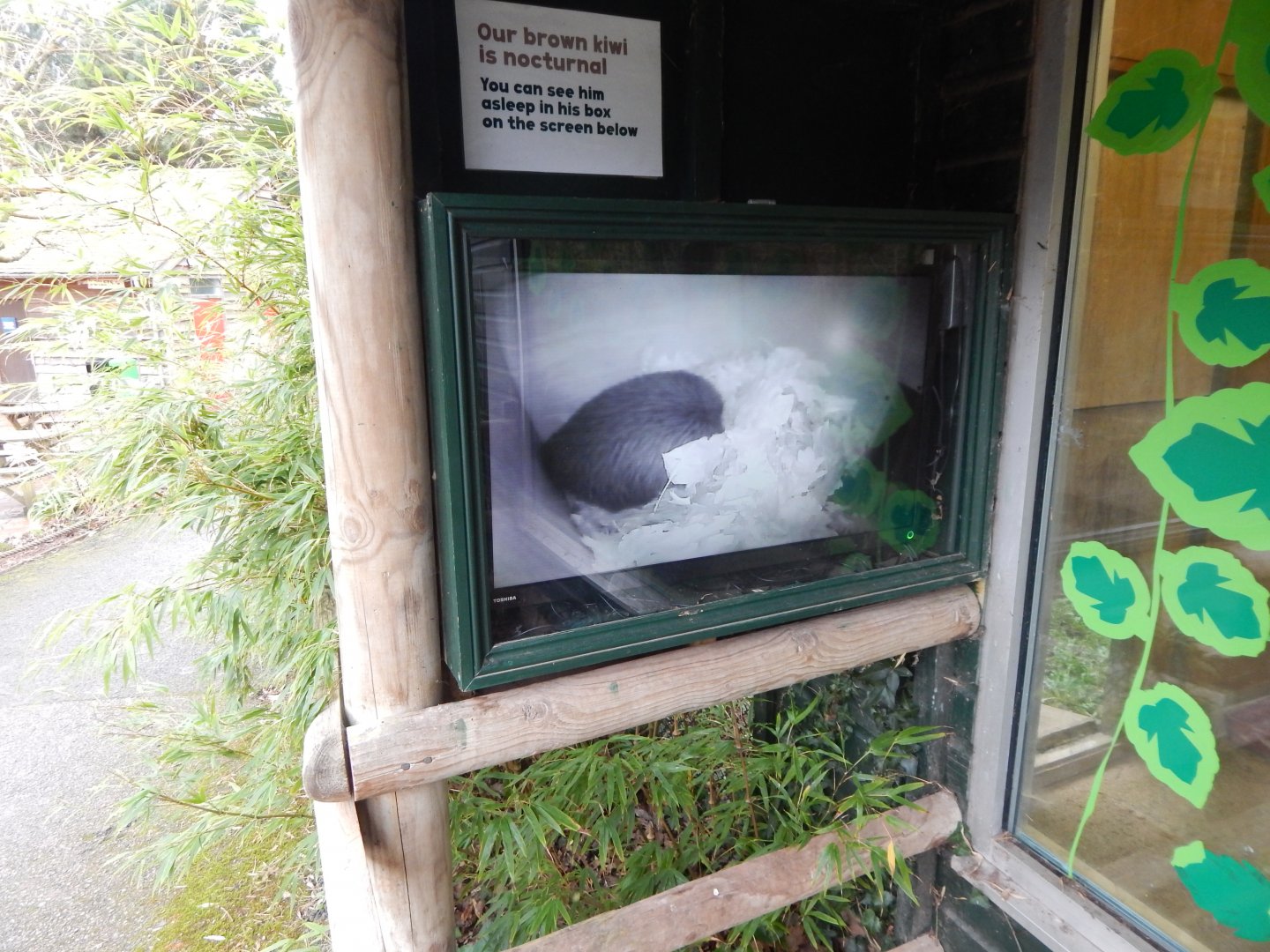 Camera for Northern brown kiwi 050224