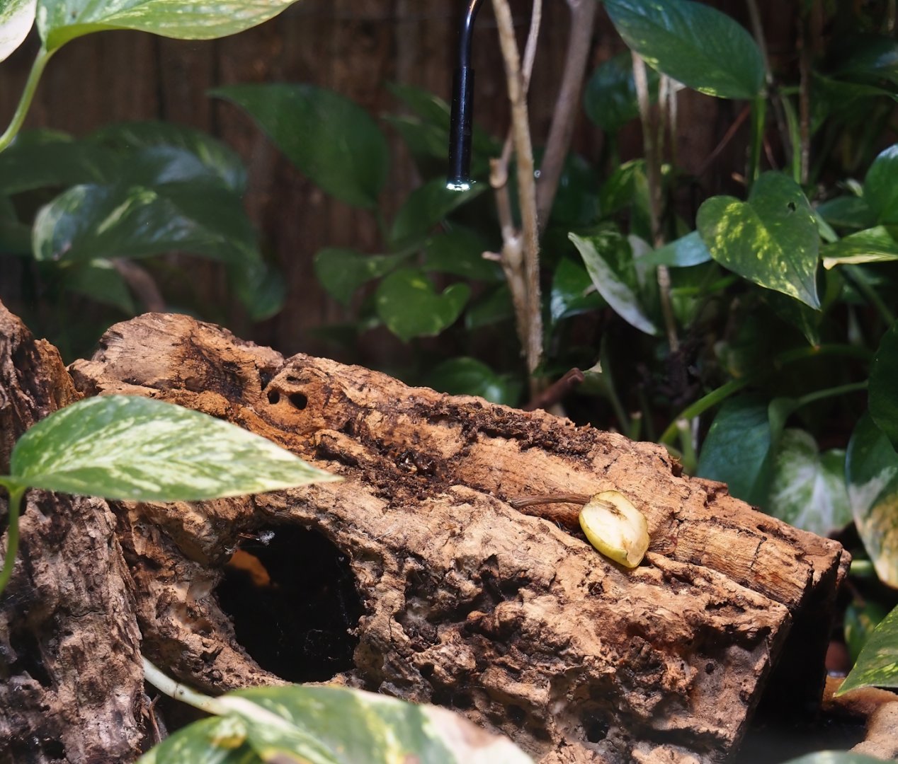 Camera on log with main colony entrance/exit in the Rich spiny sugar ant (Polyrhachis dives) terrarium, 2025-05-22