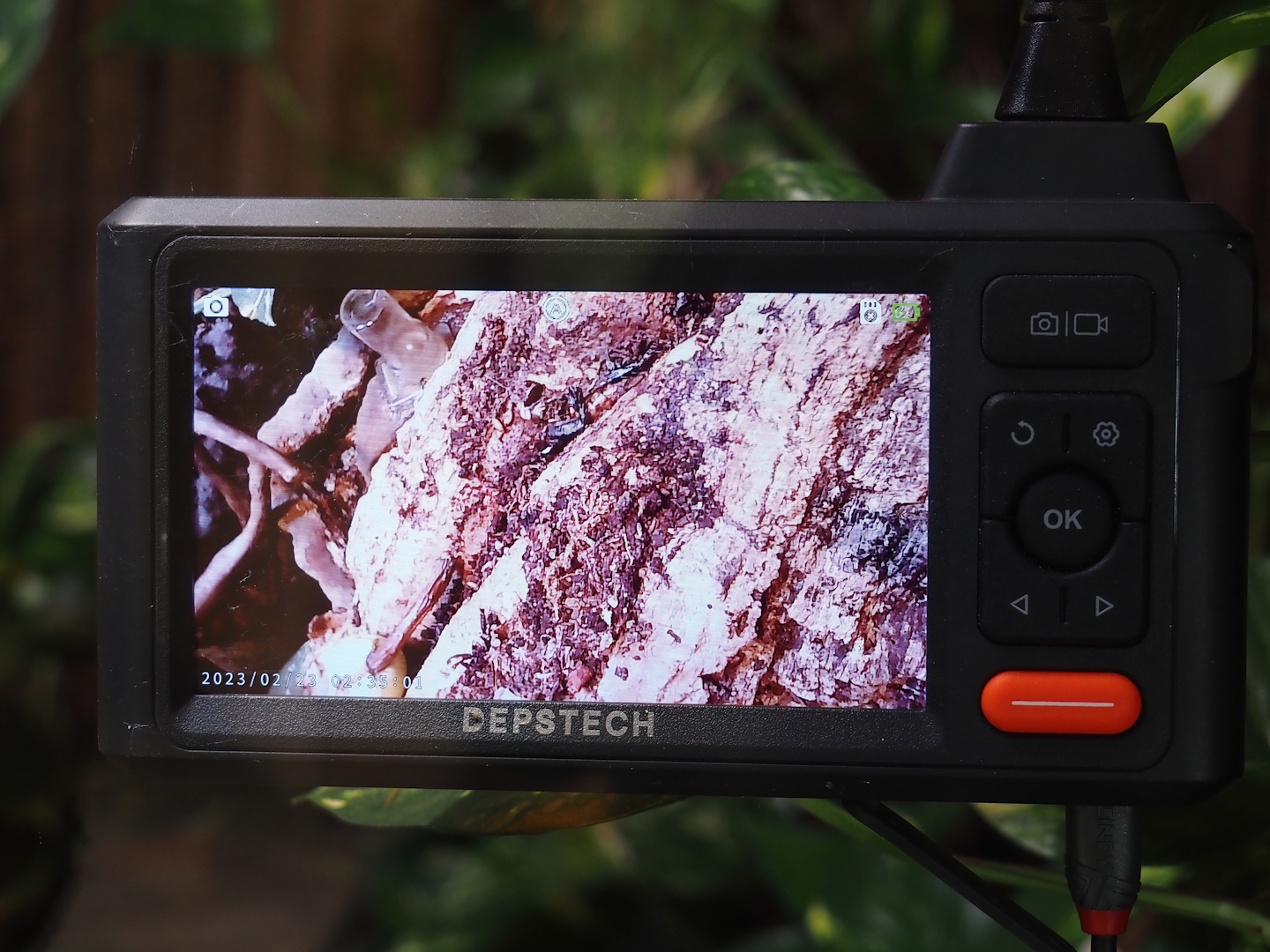 Camera screen in the Rich spiny sugar ant (Polyrhachis dives) terrarium, 2025-05-22