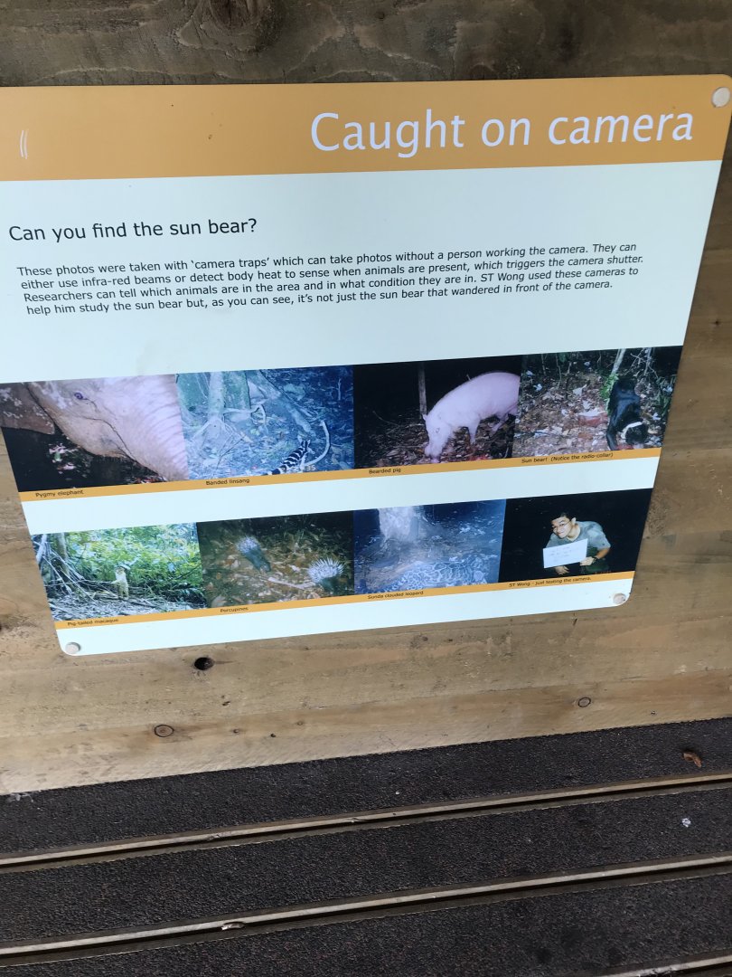 Camera trap signage in sun bear viewing area