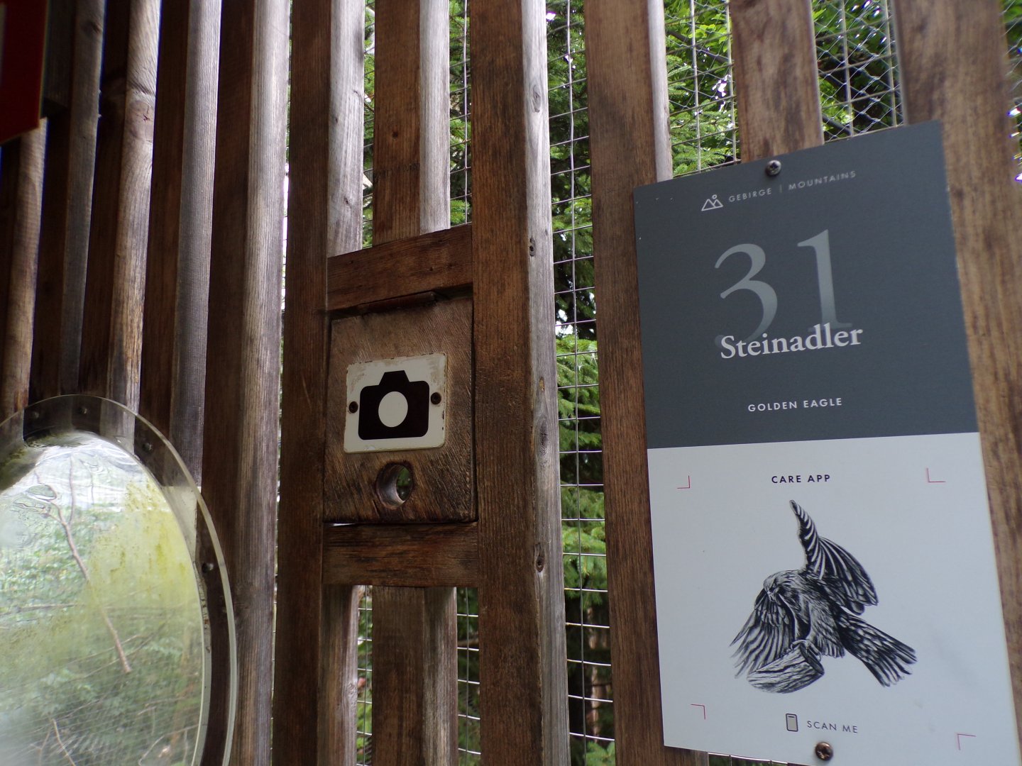 Camera window into golden eagle aviary 9.7.25
