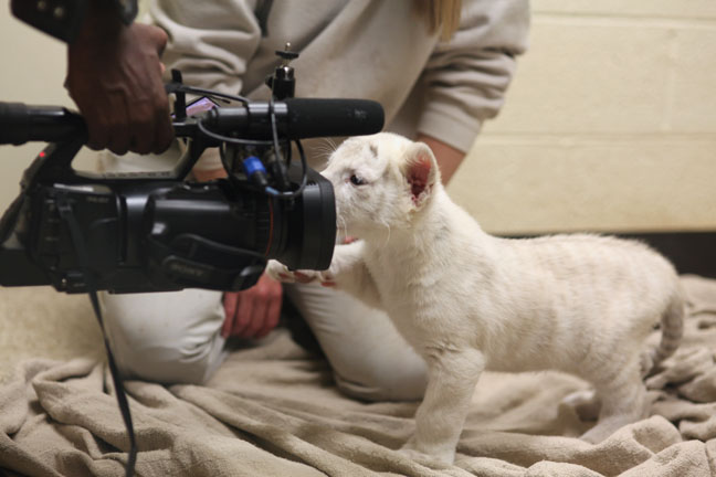 cameraman filming tiger cub