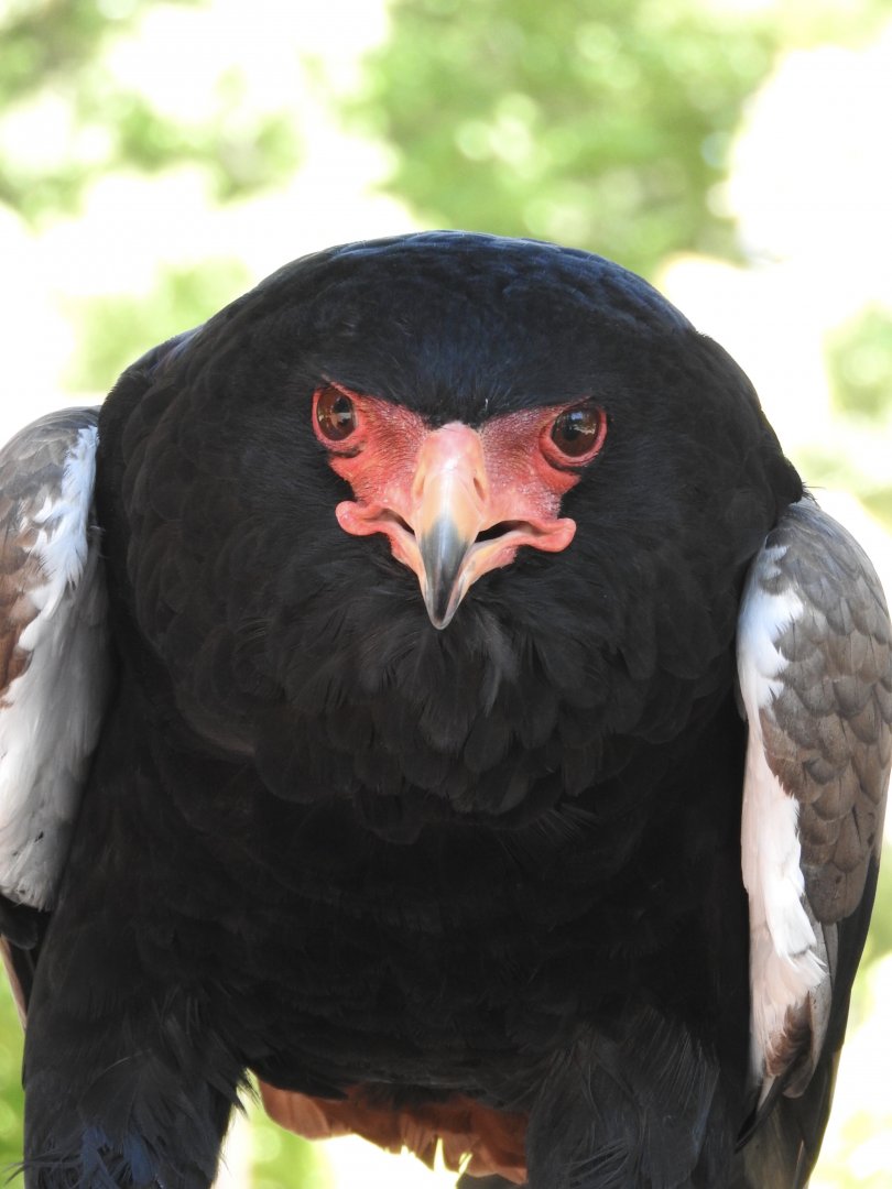 Cameron, Bateleur