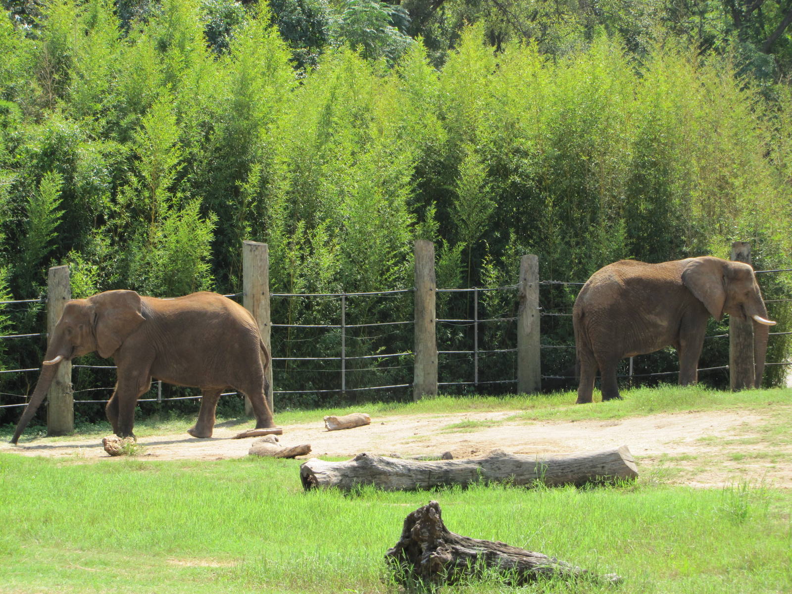 Cameron Park Zoo 2010 - African Elephants