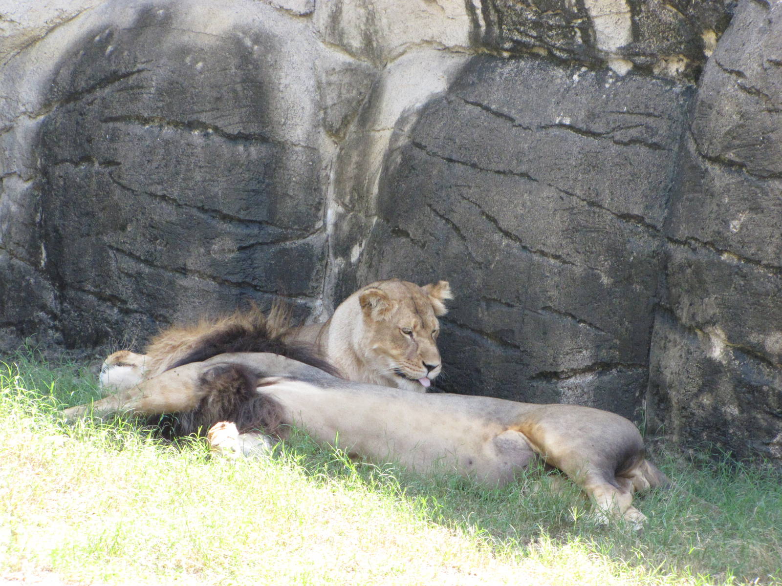 Cameron Park Zoo 2010 - African Lions