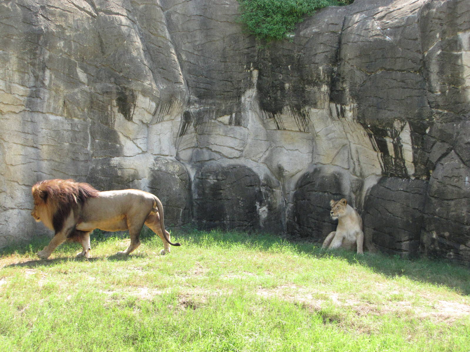 Cameron Park Zoo 2010 - African Lions