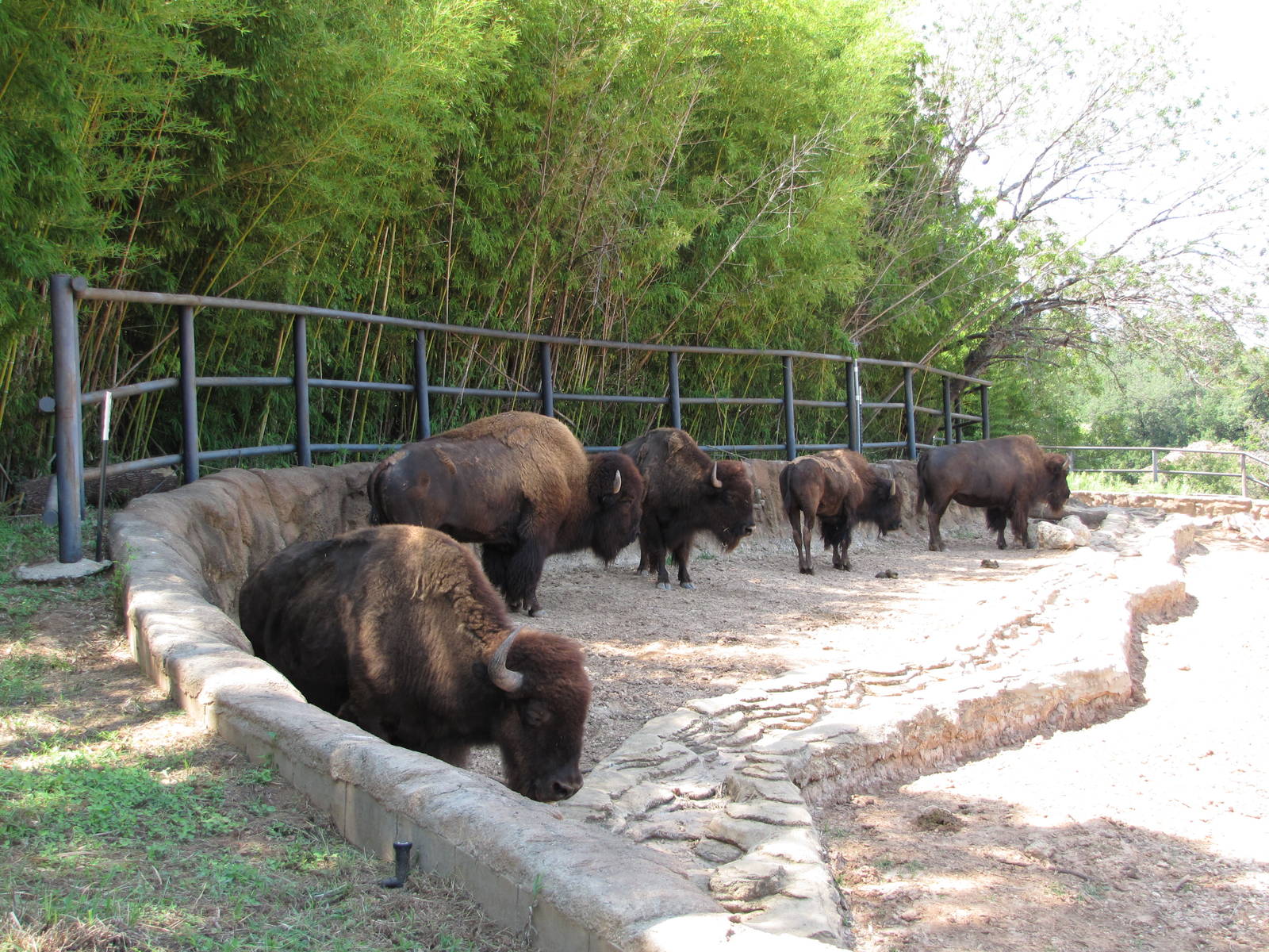 Cameron Park Zoo 2010 - American Bisons in Brazos River Country