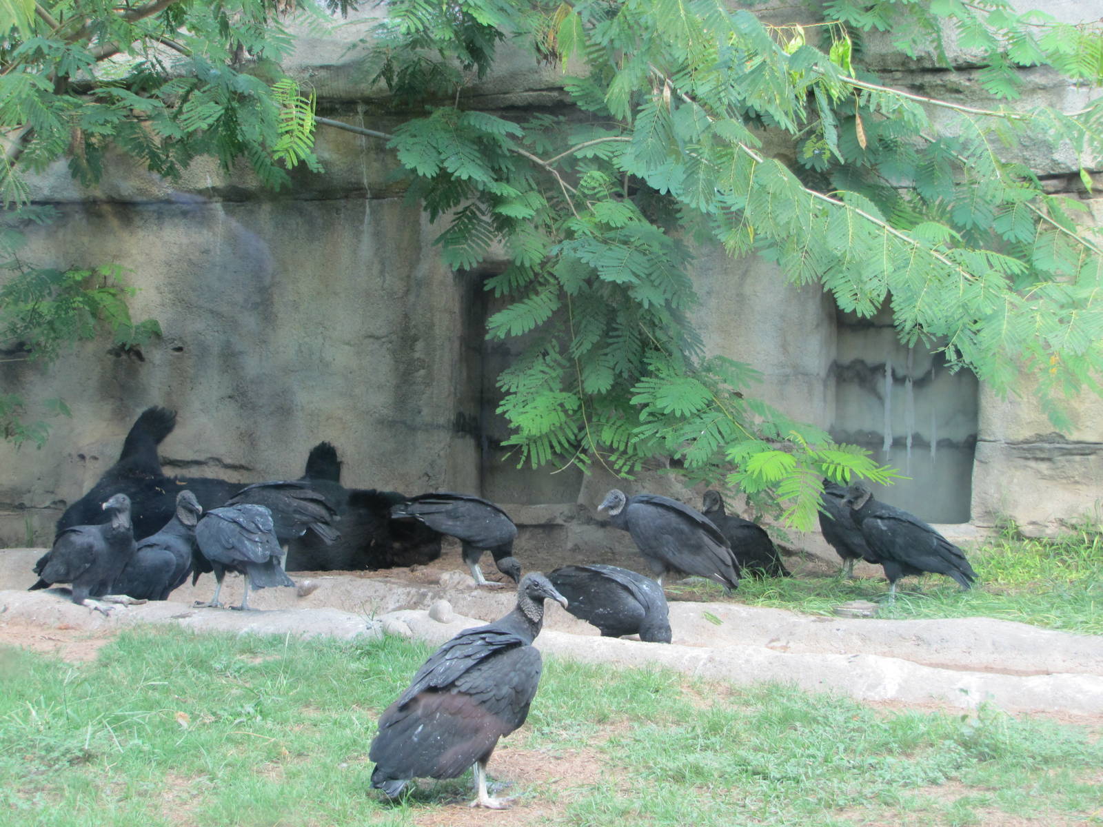 Cameron Park Zoo 2010 - American Black Bears and Black Vultures