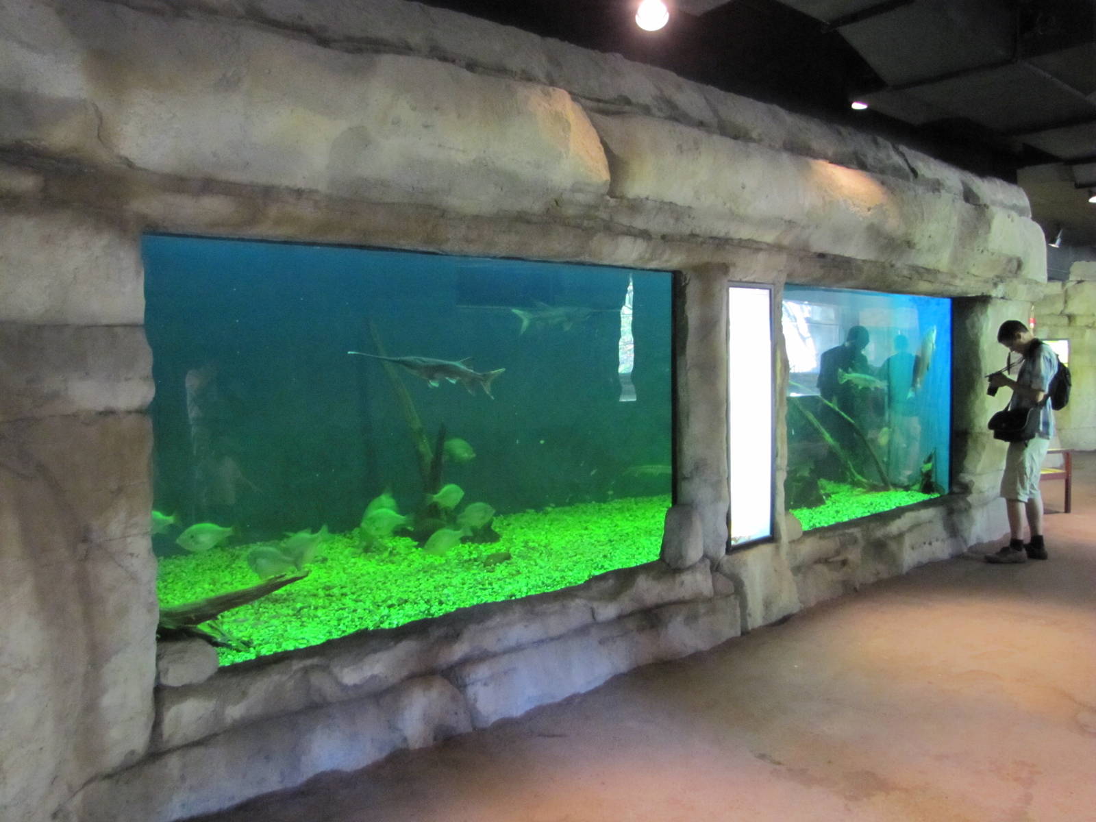 Cameron Park Zoo 2010 - General view inside the Freshwater Aquarium in Braz