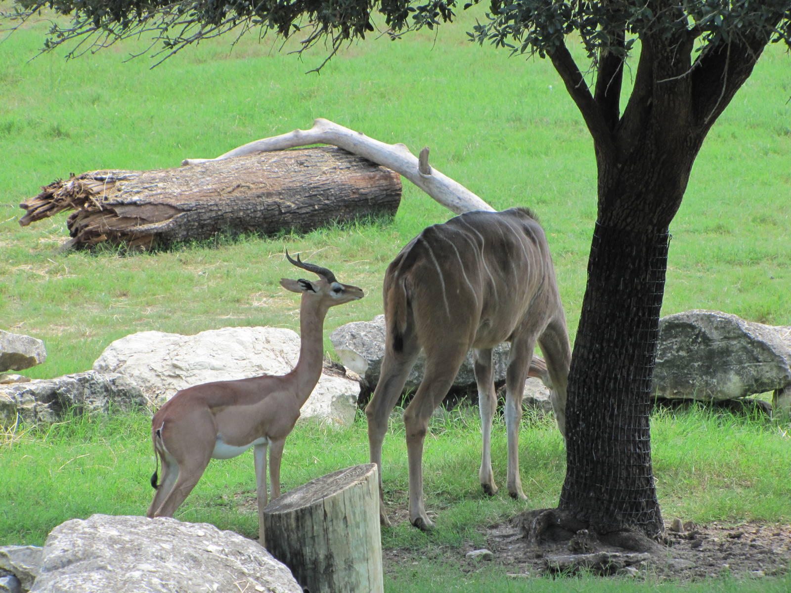 Cameron Park Zoo 2010 - Gerenuk and Greater Kudu in the African Savanna