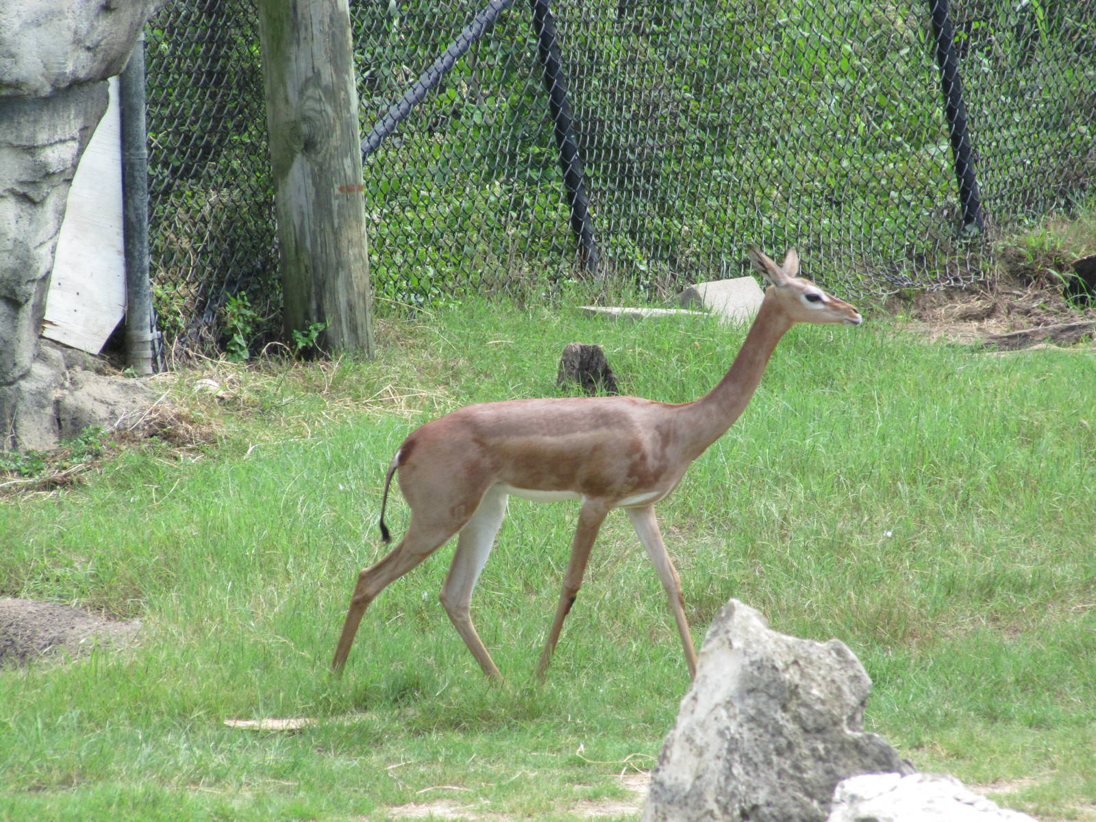 Cameron Park Zoo 2010 - Gerenuk in the Savanna