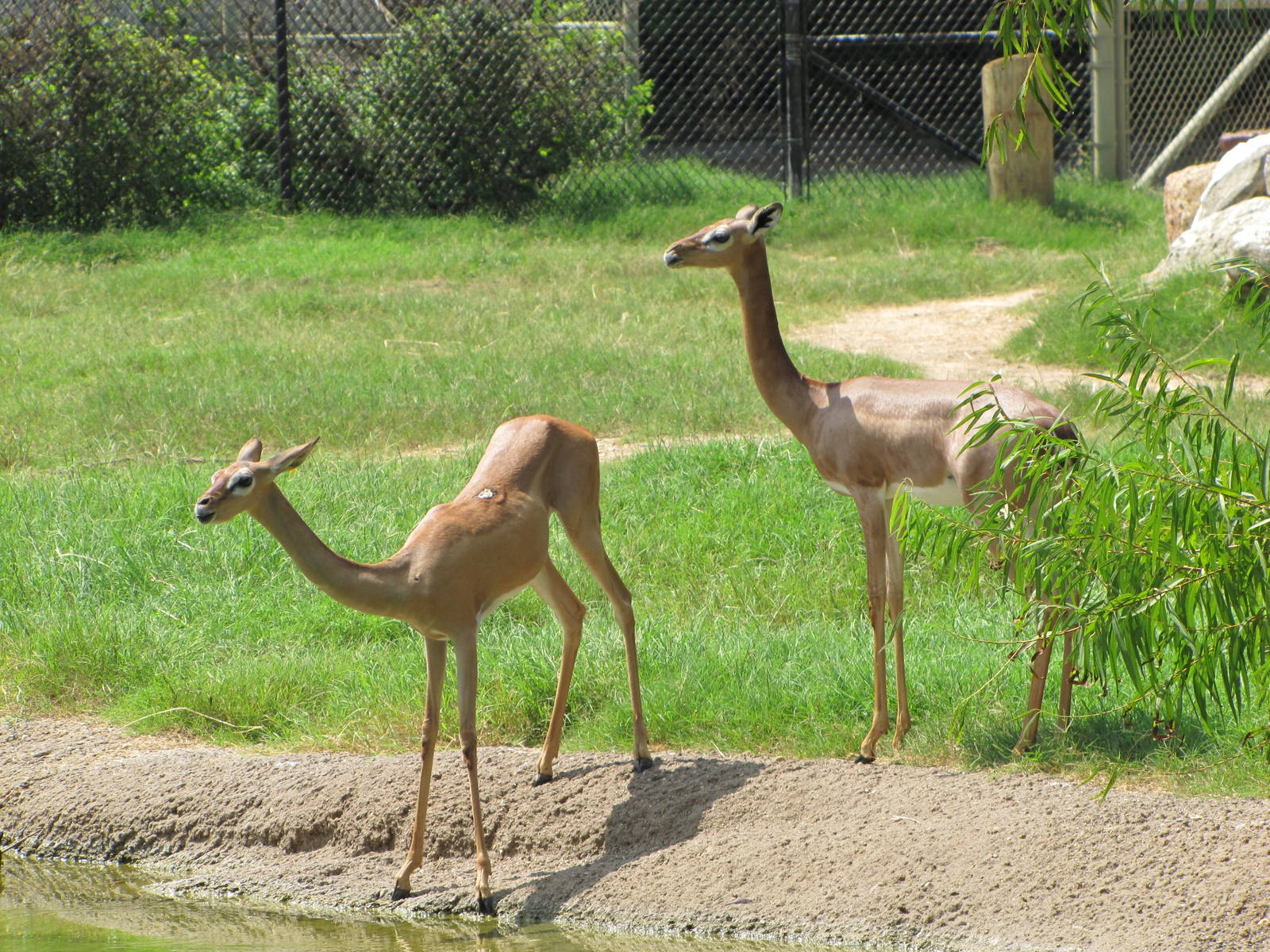 Cameron Park Zoo 2010 - Gerenuks in the African Savanna