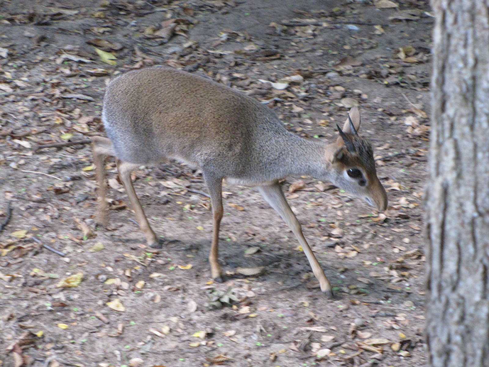 Cameron Park Zoo 2010 - Gunthers Dik-Dik