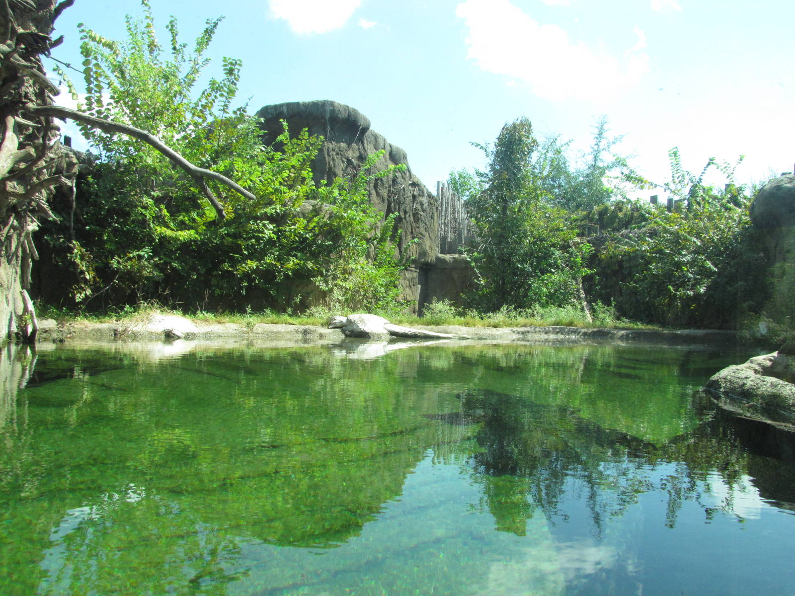 Cameron Park Zoo 2010 - Inside the Alligator exhibit in Brazos River Countr