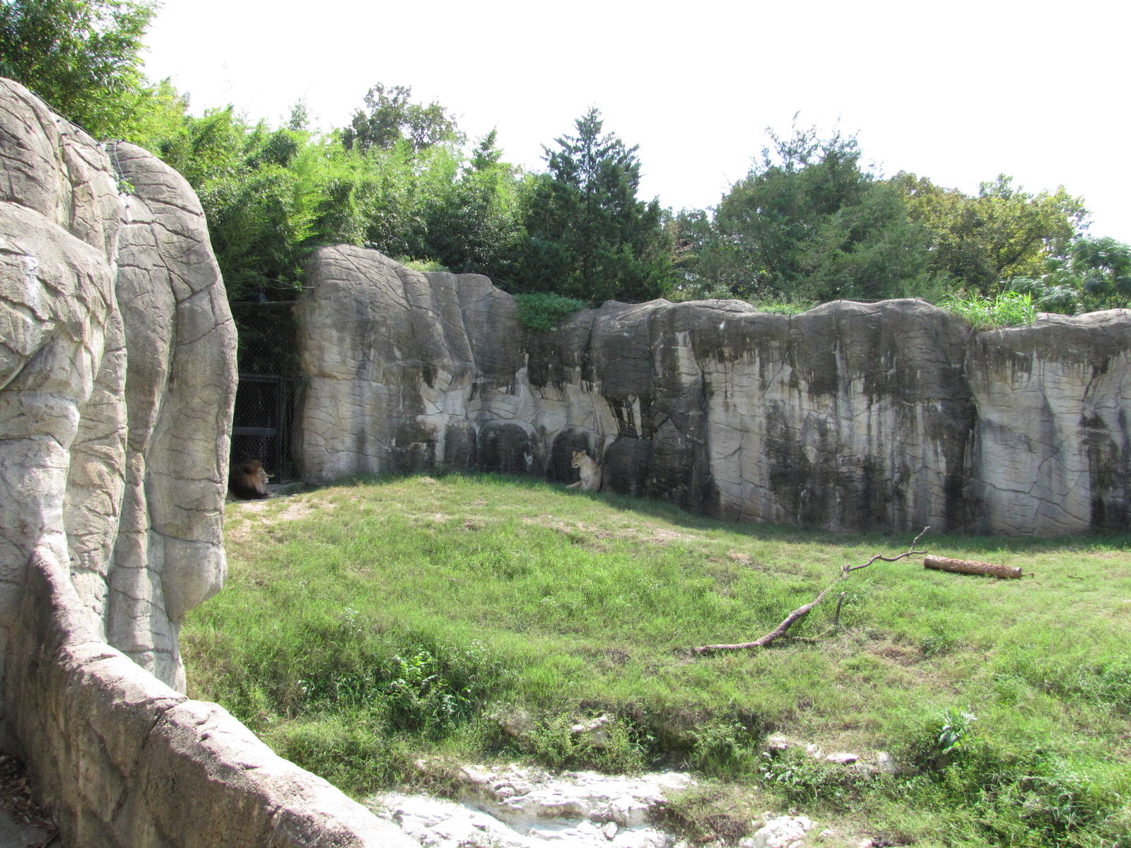 Cameron Park Zoo 2010 - Left part of the African Lion exhibit