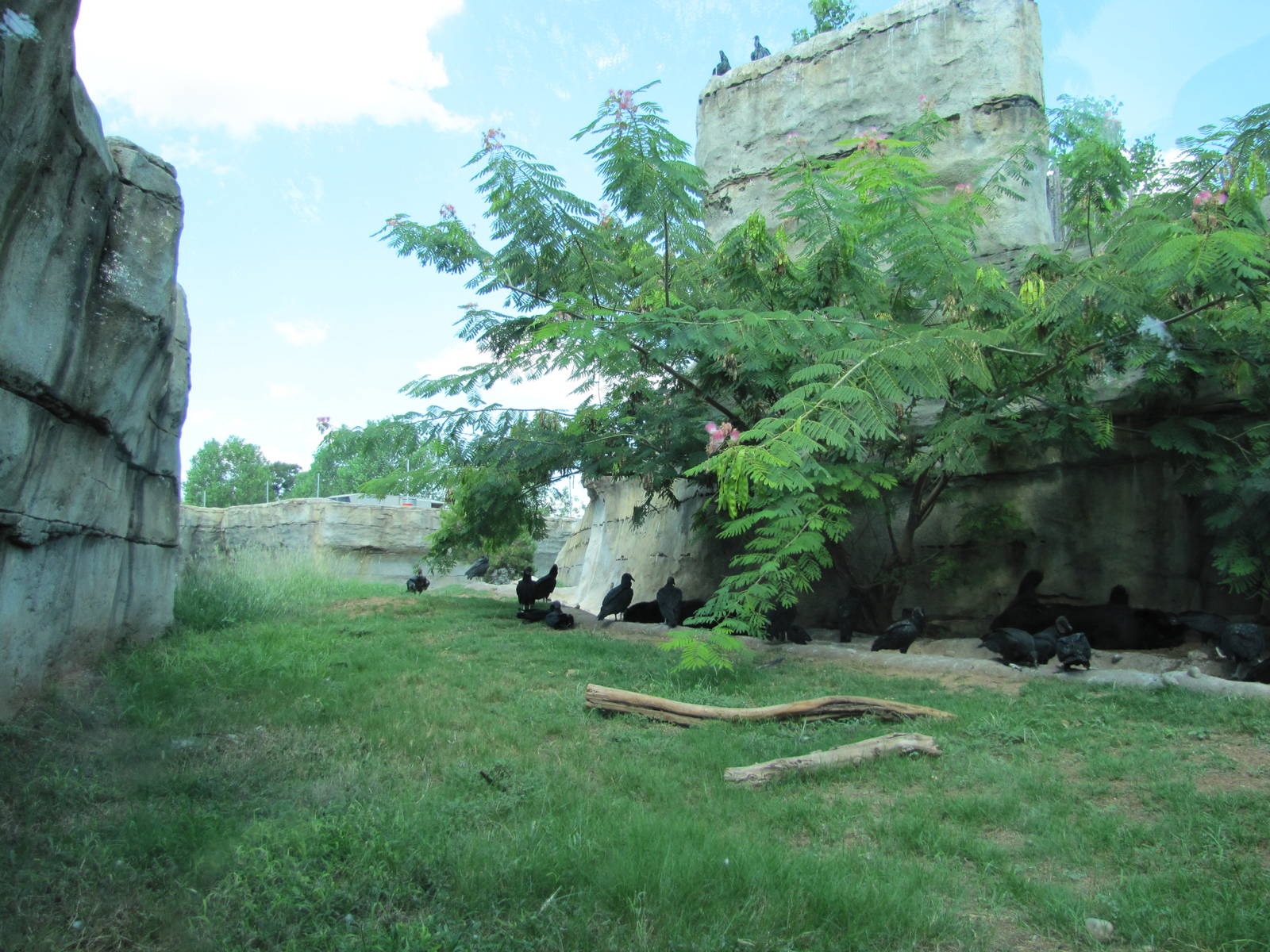 Cameron Park Zoo 2010 - Part of the American Black Bear exhibit