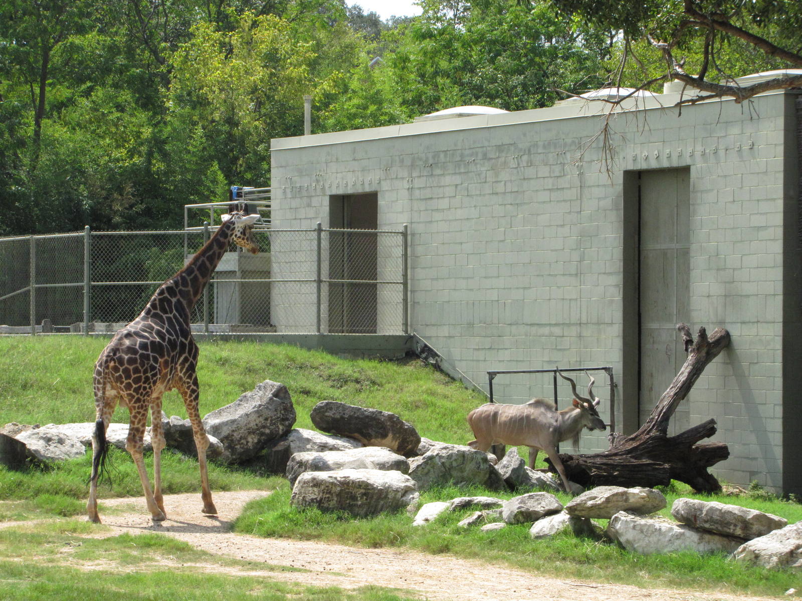 Cameron Park Zoo 2010 - Reticulated Giraffe and Greater Kudu in the African