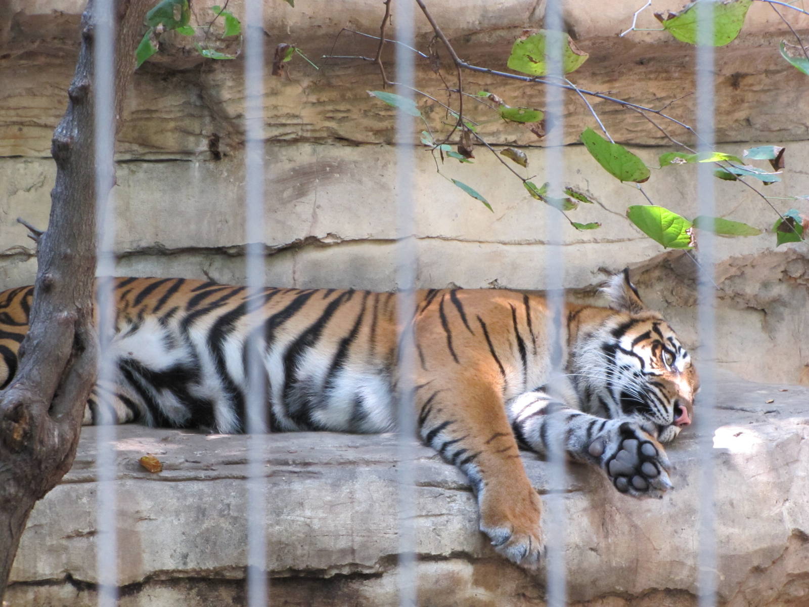 Cameron Park Zoo 2010 - Sumatran Tiger in Asian Forest