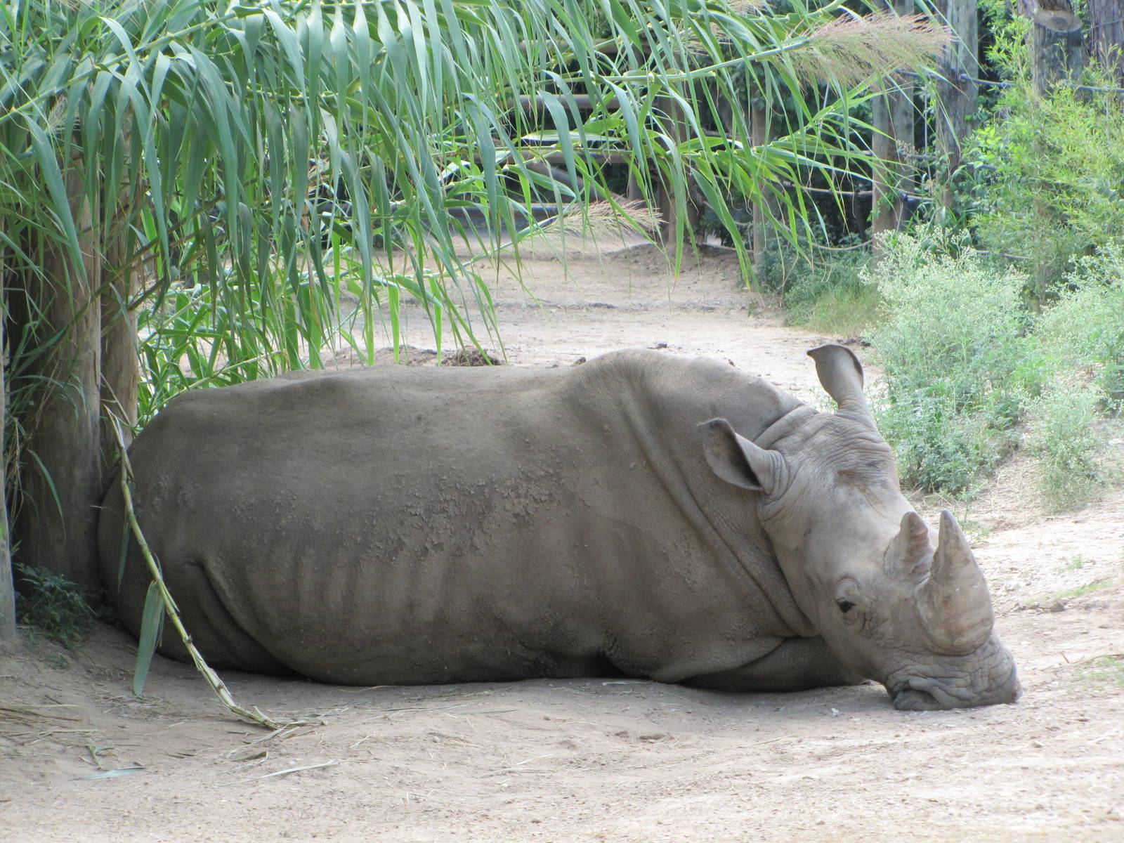 Cameron Park Zoo 2010 - White Rhinoceros in the African Savanna