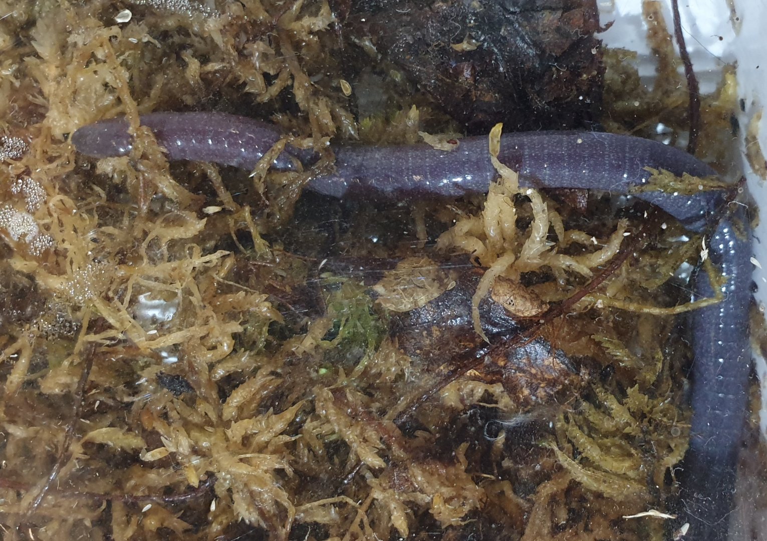 Cameroon blue caecilian - Geotrypetes seraphini